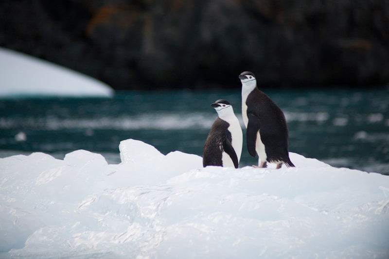 Penguin
