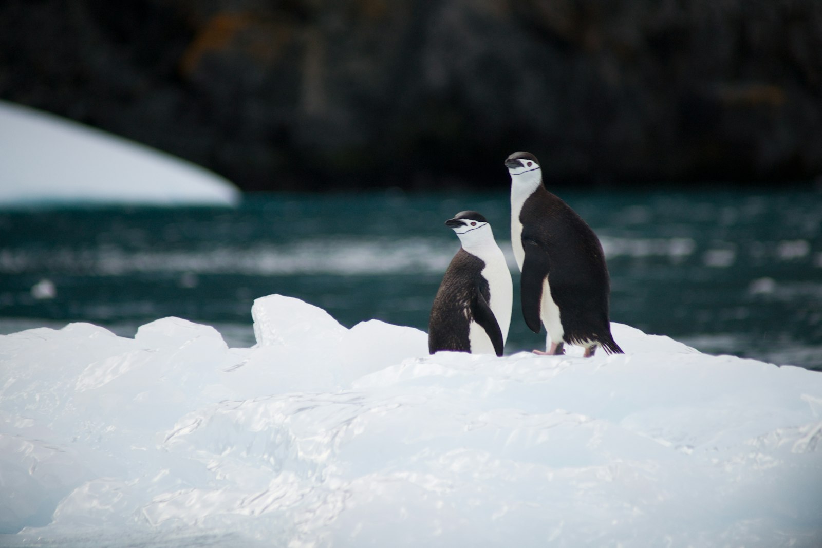 Sony 75-300mm F4.5-5.6 sample photo. Two penguins standing on photography