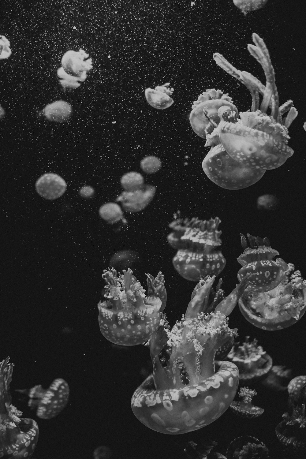 Photographie en niveaux de gris de méduses