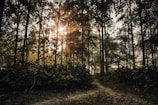 Sunlight filtering through tall trees surrounding the animal sanctuary trails