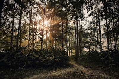Sunlight filtering through tall trees over a peaceful wooden pathway in Curaco de Vélez.