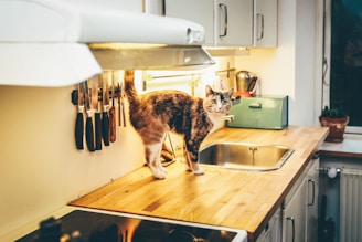 cat on dining