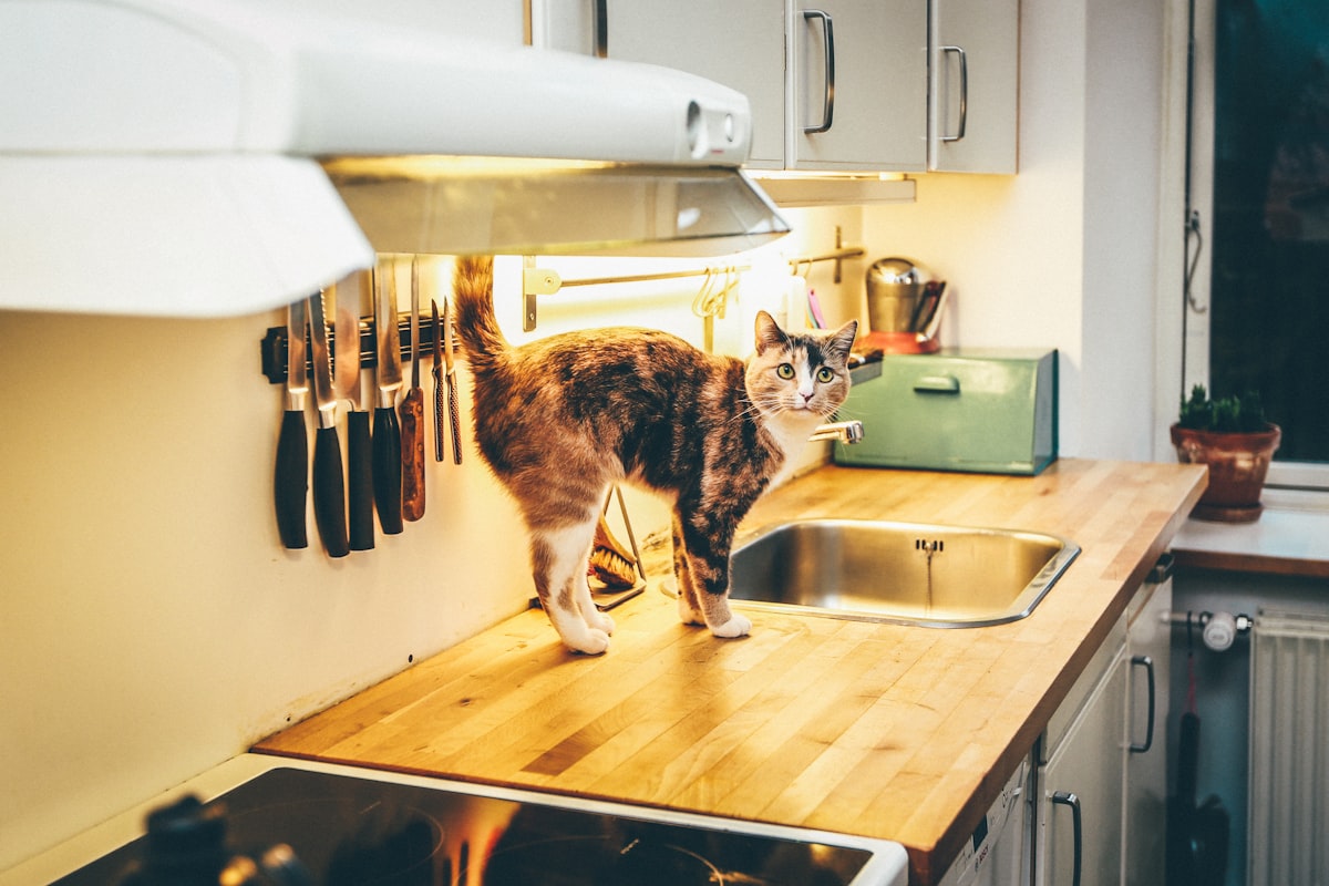 A tiny kitten standing near a modern food setup, representing precise feeding requirements pour cats and small dogs