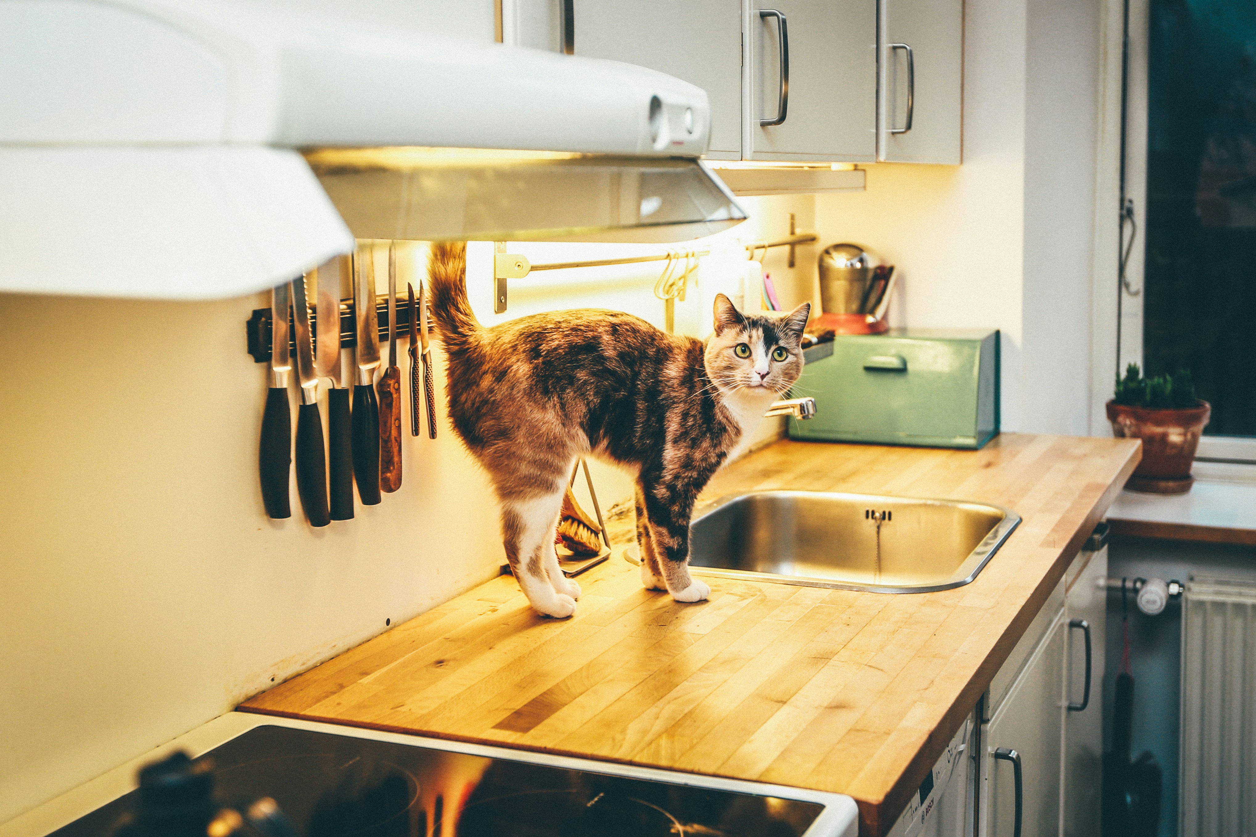 A bright, clean kitchen with organized counters, a fresh bowl of fruit, and a tablet displaying the EasyHome cleaning schedule.