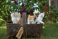 A group of Bengal kittens exploring a sunlit garden with curious eyes.