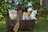 four assorted-color tabby kittens on brown basket