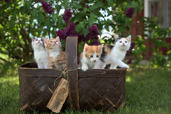 a wood basket of four kittens on a grassy lawn