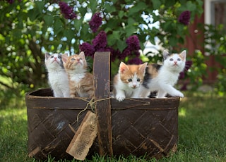 four assorted-color tabby kittens on brown basket