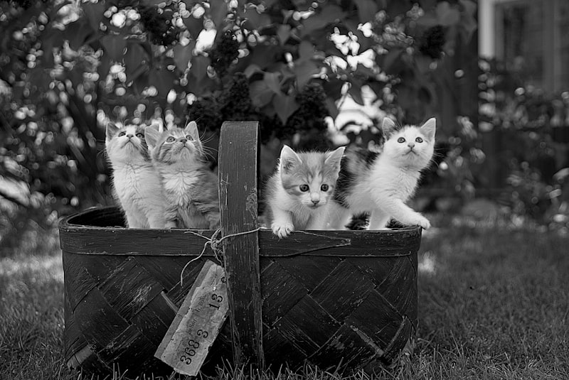Grayscale version of kittens in a basket looking around.