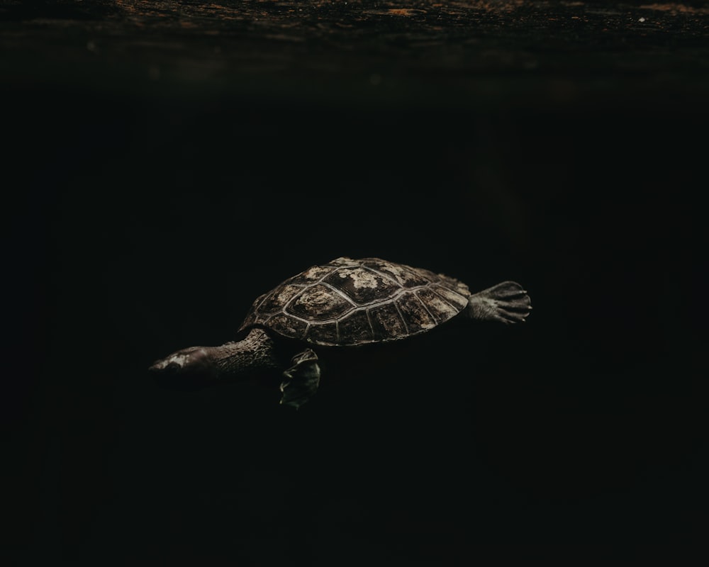 turtle underwater