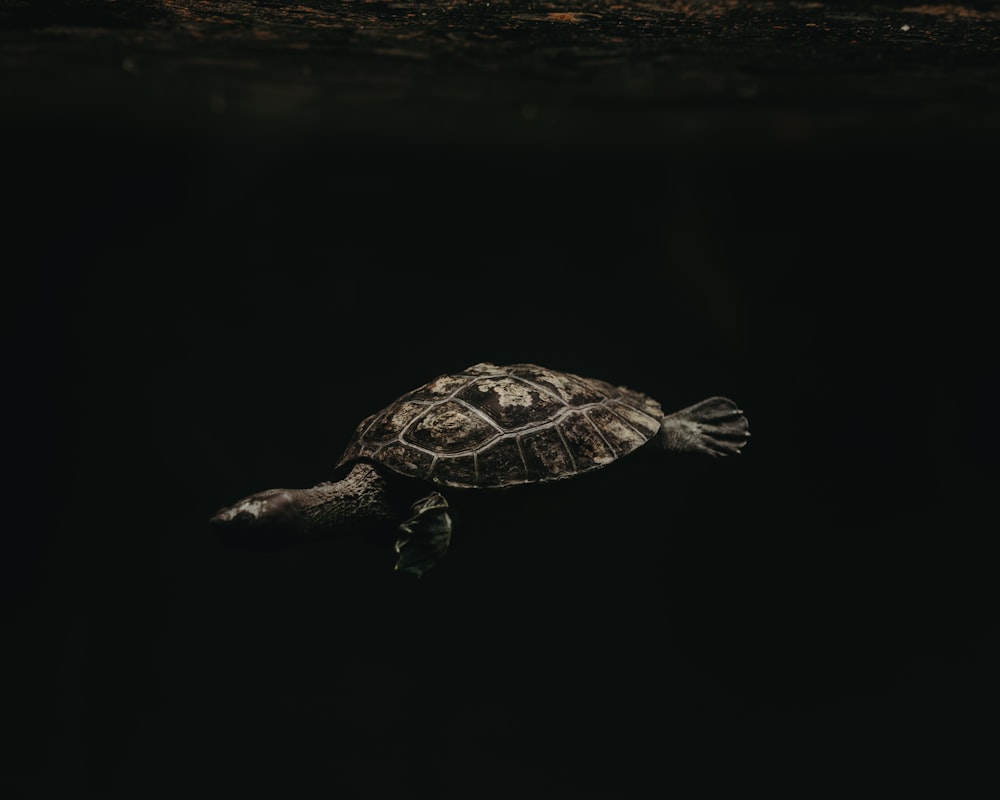 tortuga bajo el agua