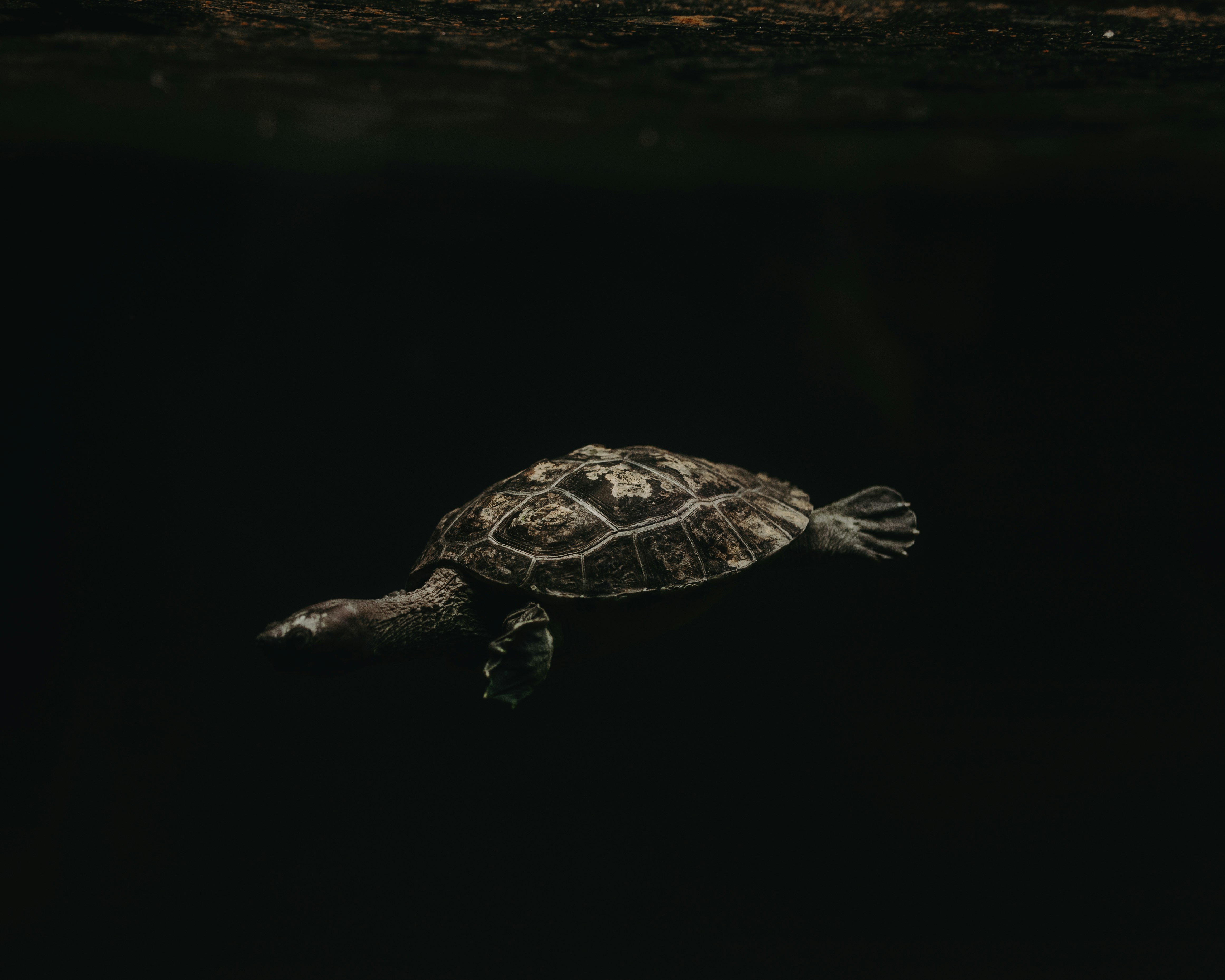 turtle underwater