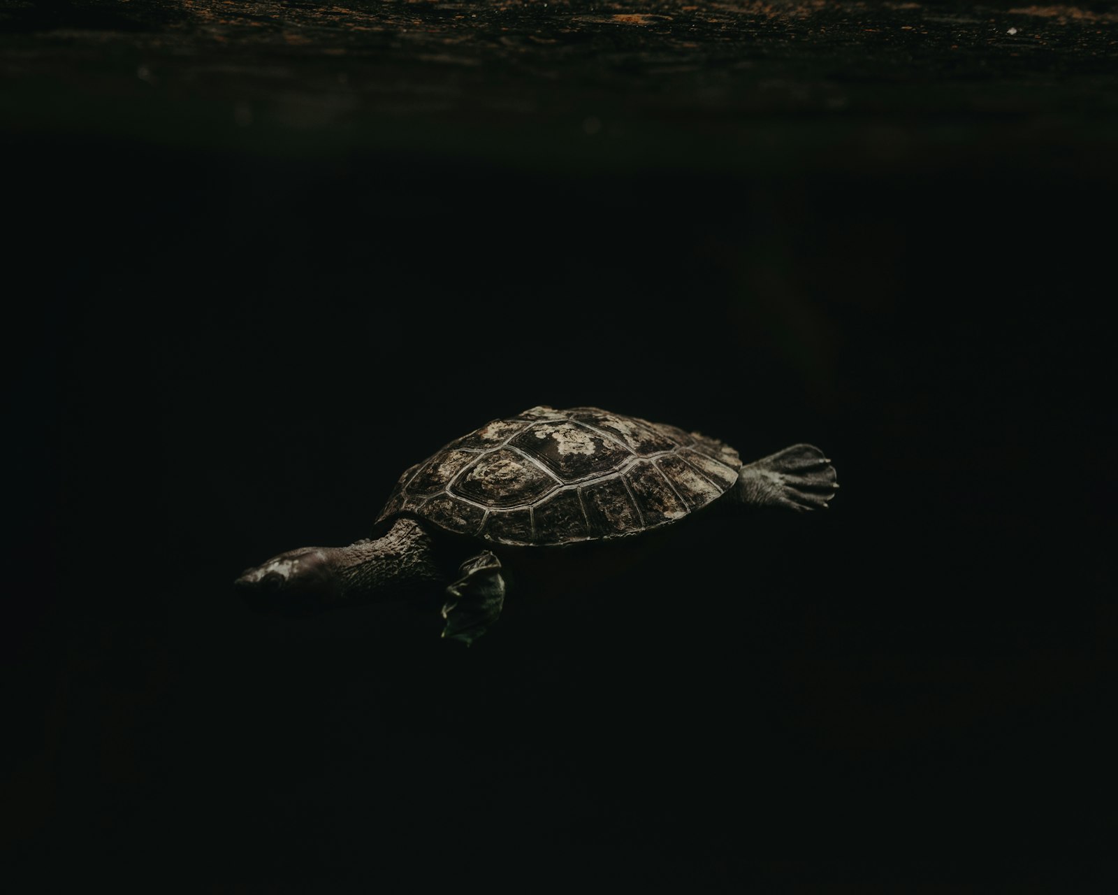 Nikon D750 + Sigma 35mm F1.4 DG HSM Art sample photo. Turtle underwater photography