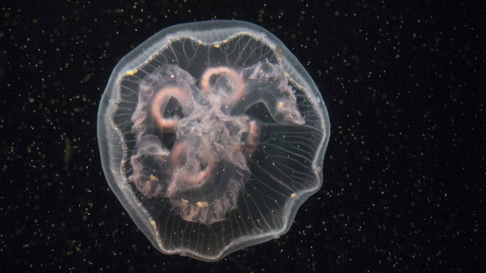 Fotografía de primer plano de medusas