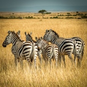 five zebra surrounded by brown grass during daytime