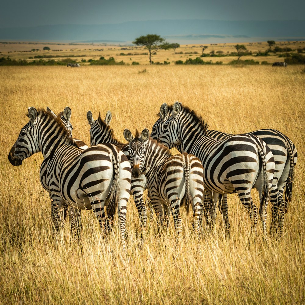 cinco zebras cercadas por grama marrom durante o dia
