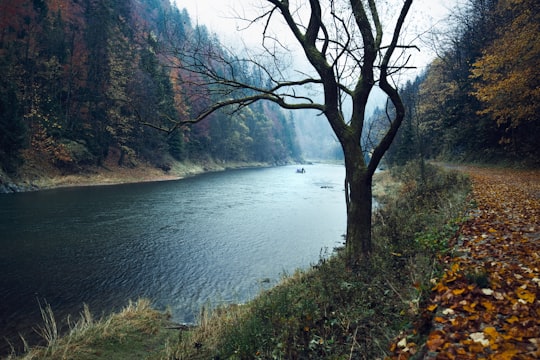 picture of River from travel guide of Pieniny National Park