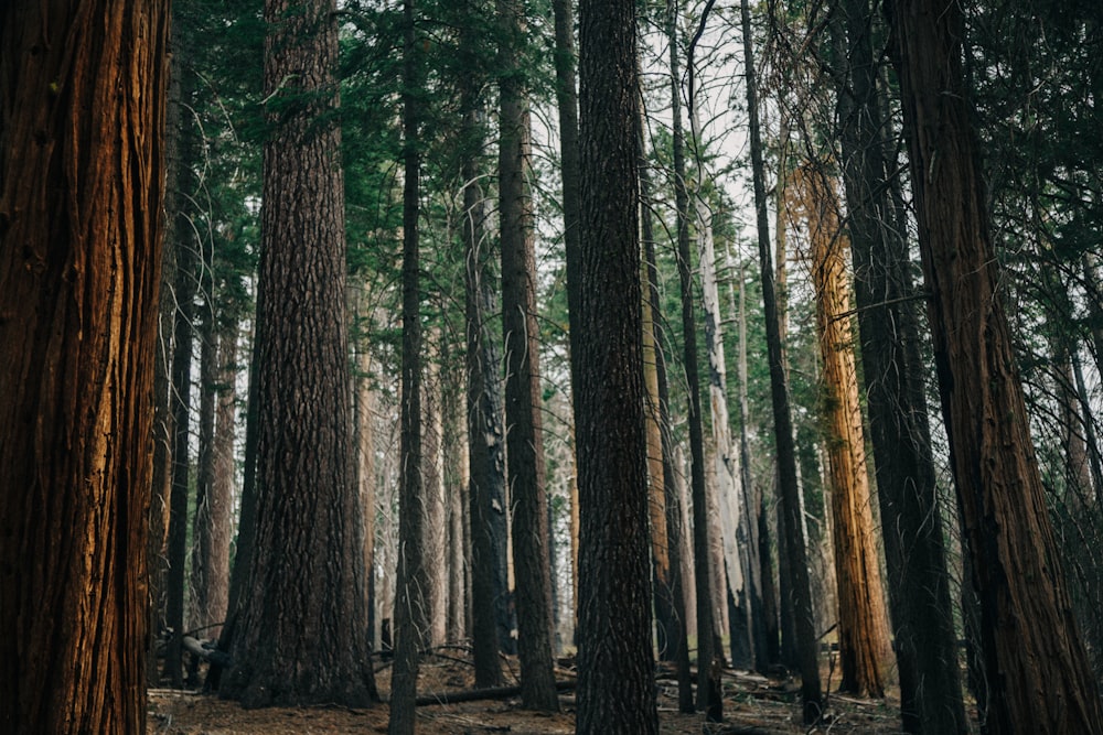 trees in the forest