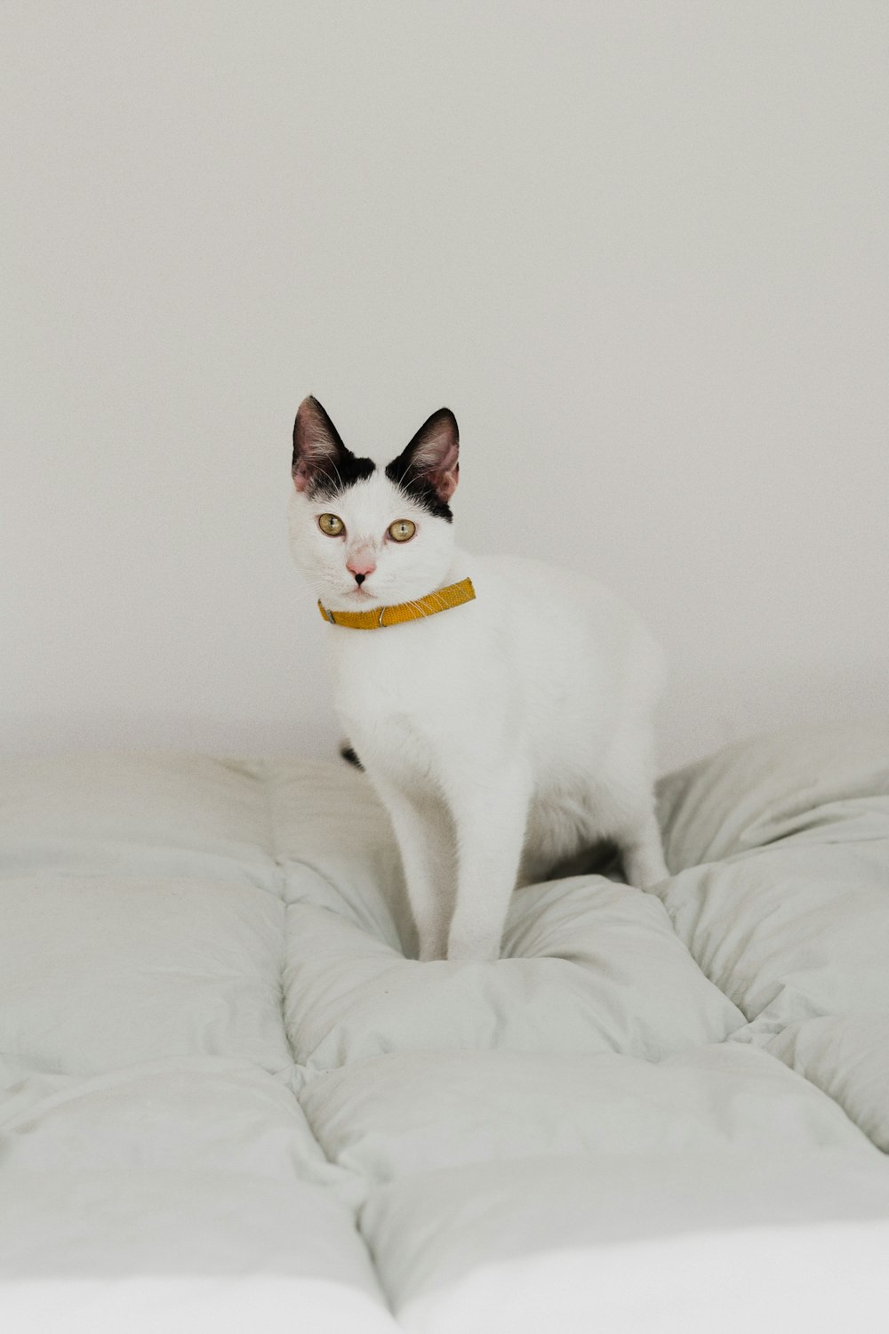 short-haired white cat on white bed