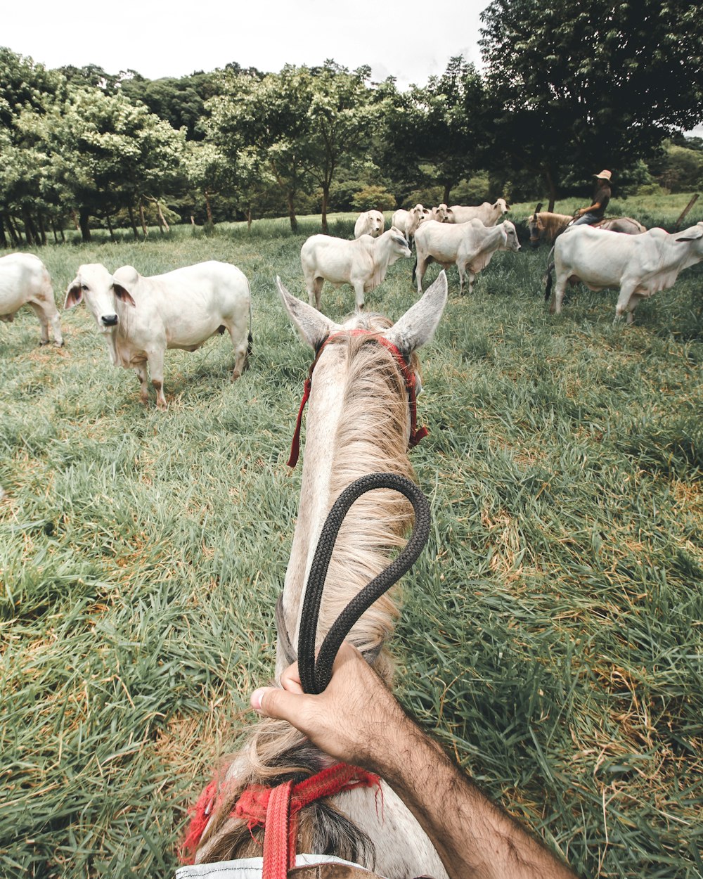 person riding on horse during daytime