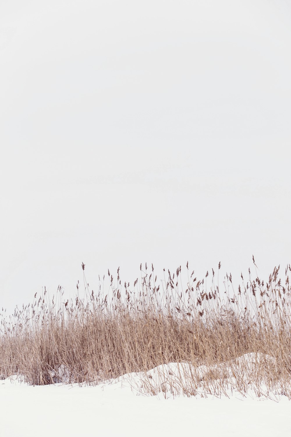 snow field with brown grass field during daytime