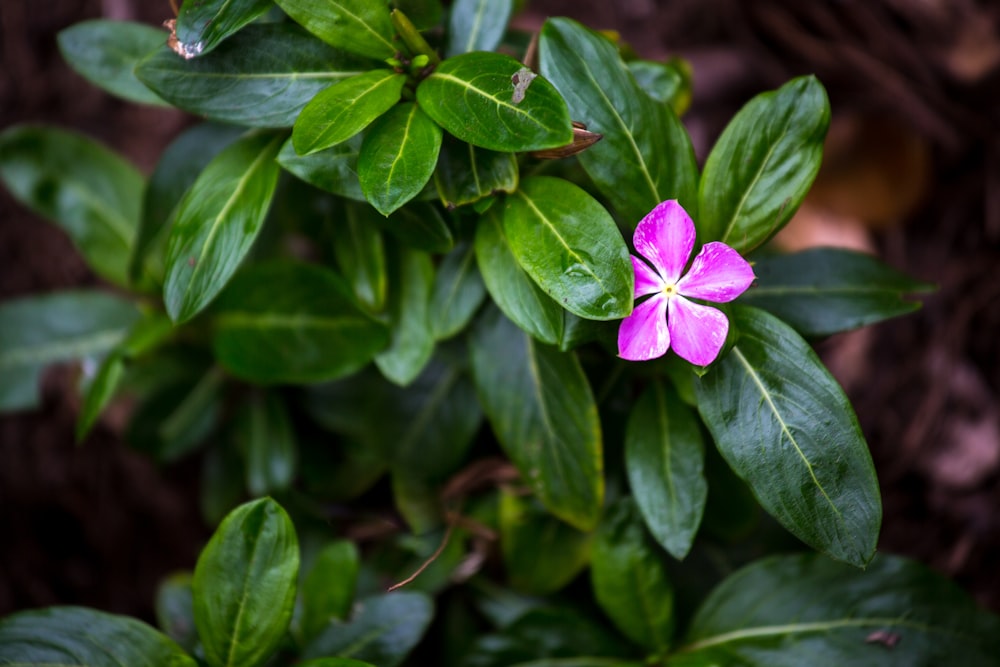 selective focus photography of purple petaled flower