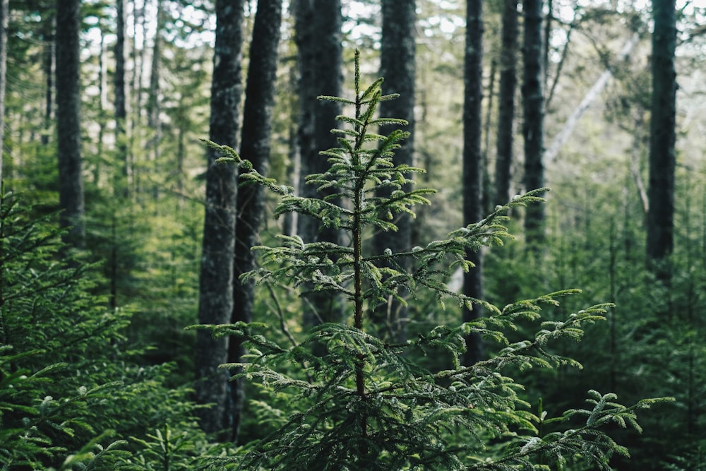 low-angle photography of trees