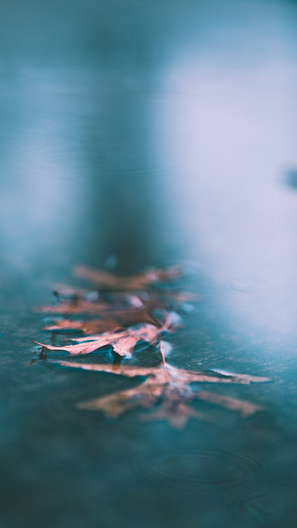 brown leaves