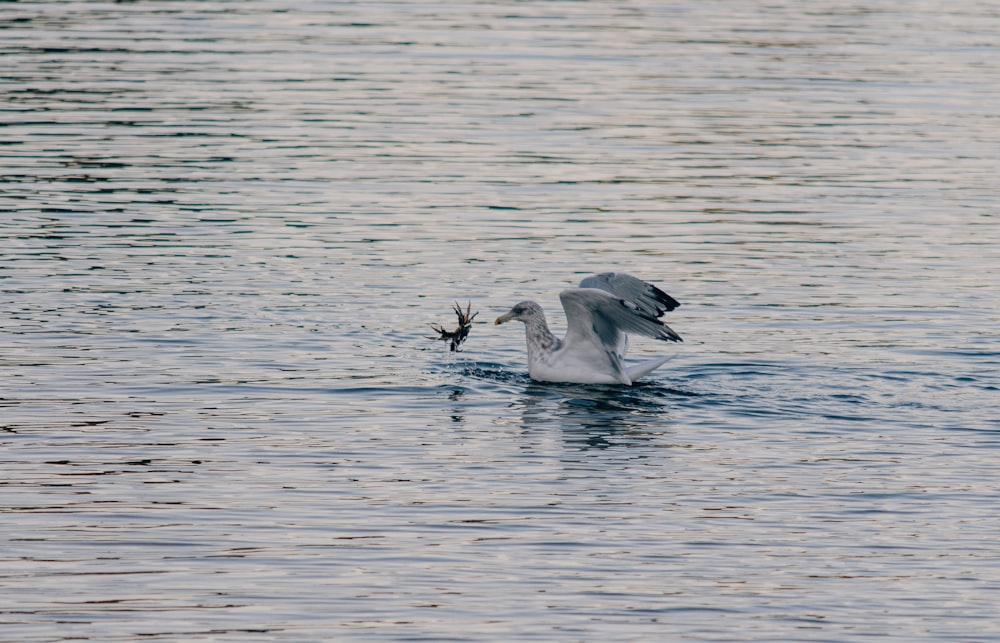 white bird on body of water