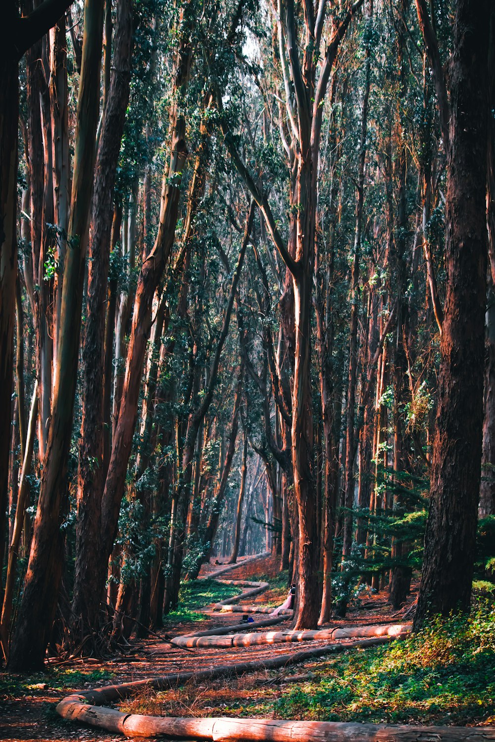 brown trees