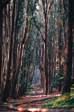 A densely wooded forest pathway lined with tall, slender trees stretching towards the sky. The trunks are predominantly brown with a soft glow from filtered sunlight, and green foliage sparsely covers the branches. Fallen logs rest alongside the path, enhancing the natural, undisturbed feel of the setting.