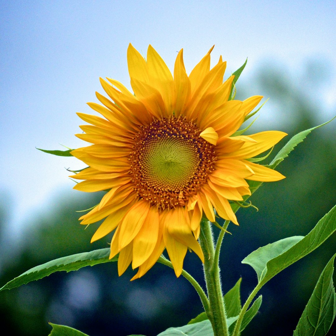 macro shot of yellow sunflower photo Free Flower Image macro shot of yellow sunflower photo Free Flower Image