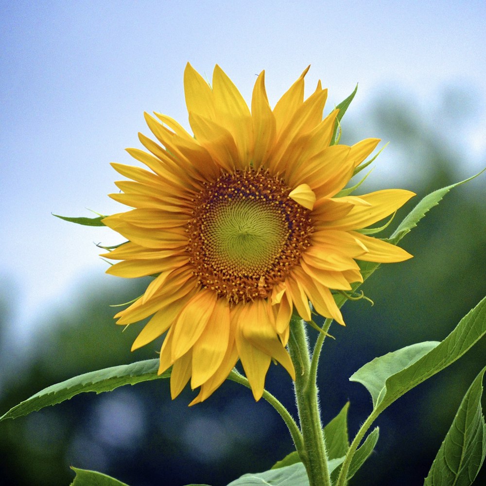 macro shot of yellow sunflower
