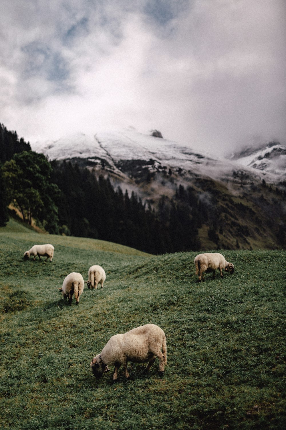 Cinque pecore bianche che mangiano l'erba vicino alle montagne durante il giorno