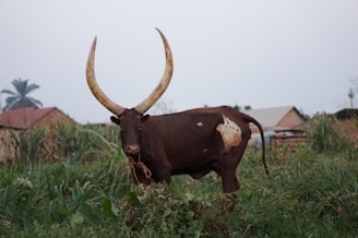 A large brown cow with massive curved horns stands in a grassy field. The background contains tall grass, a few trees, and some houses with corrugated metal roofs. The scene appears to be rural, with a calm and natural setting.