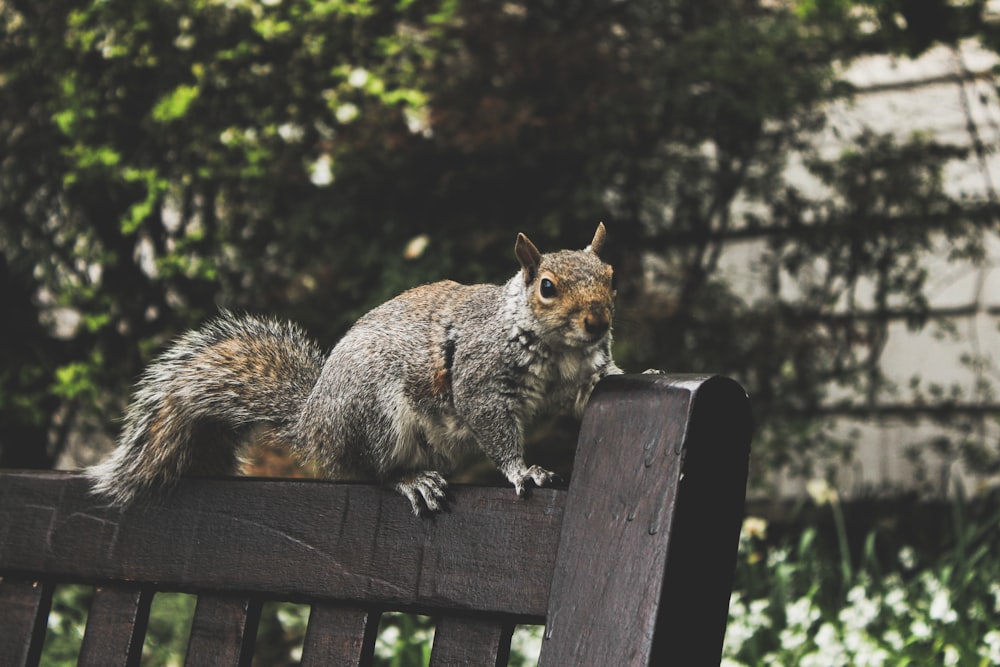 gray squirrel on black fence