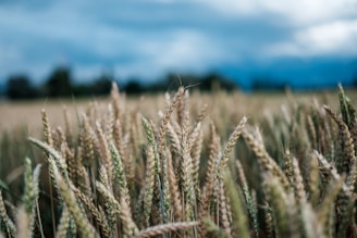 selective focus photography of wheat