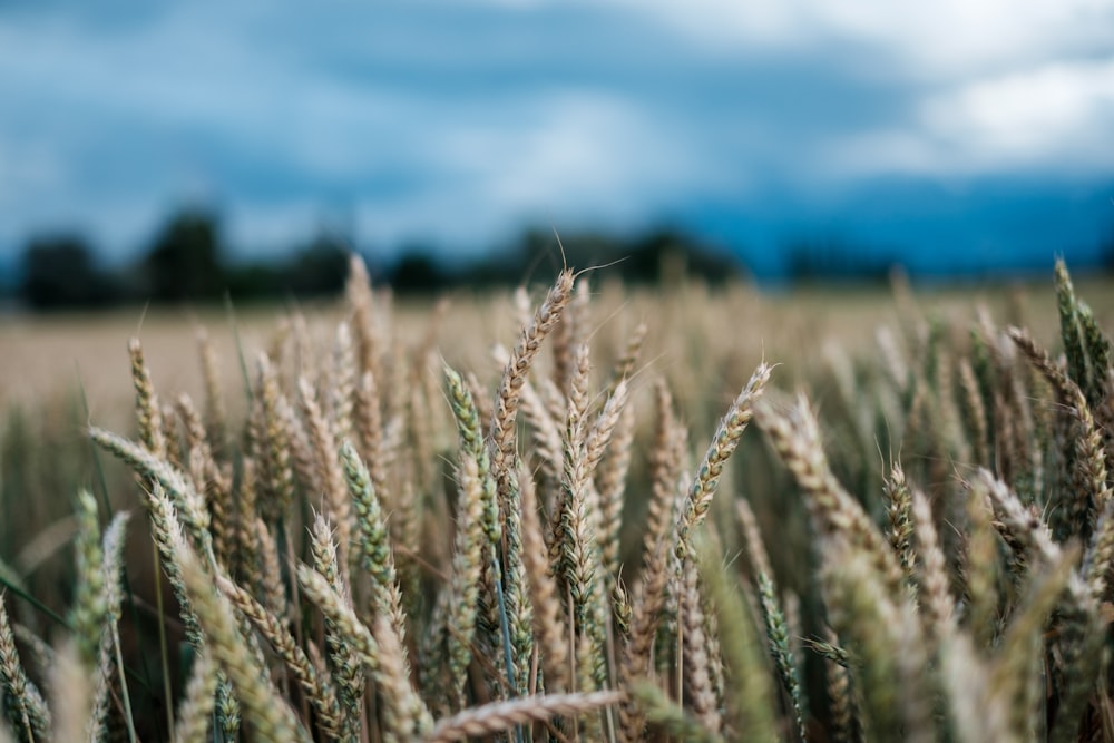 Photographie sélective du blé