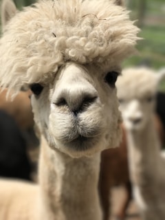 white camel