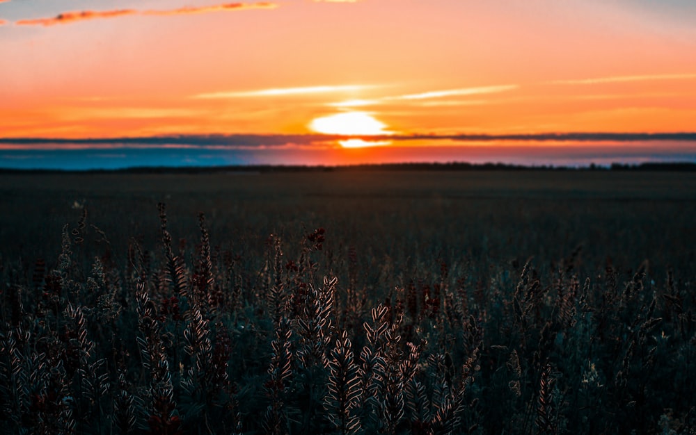 landscape photo of grass field during dusk