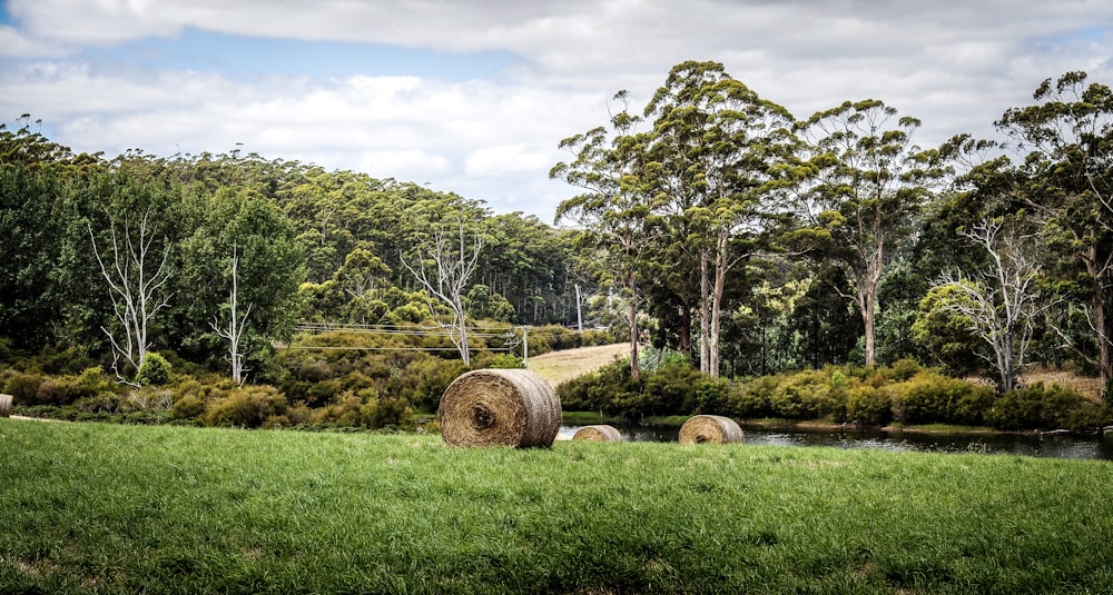 tree log on green grasses