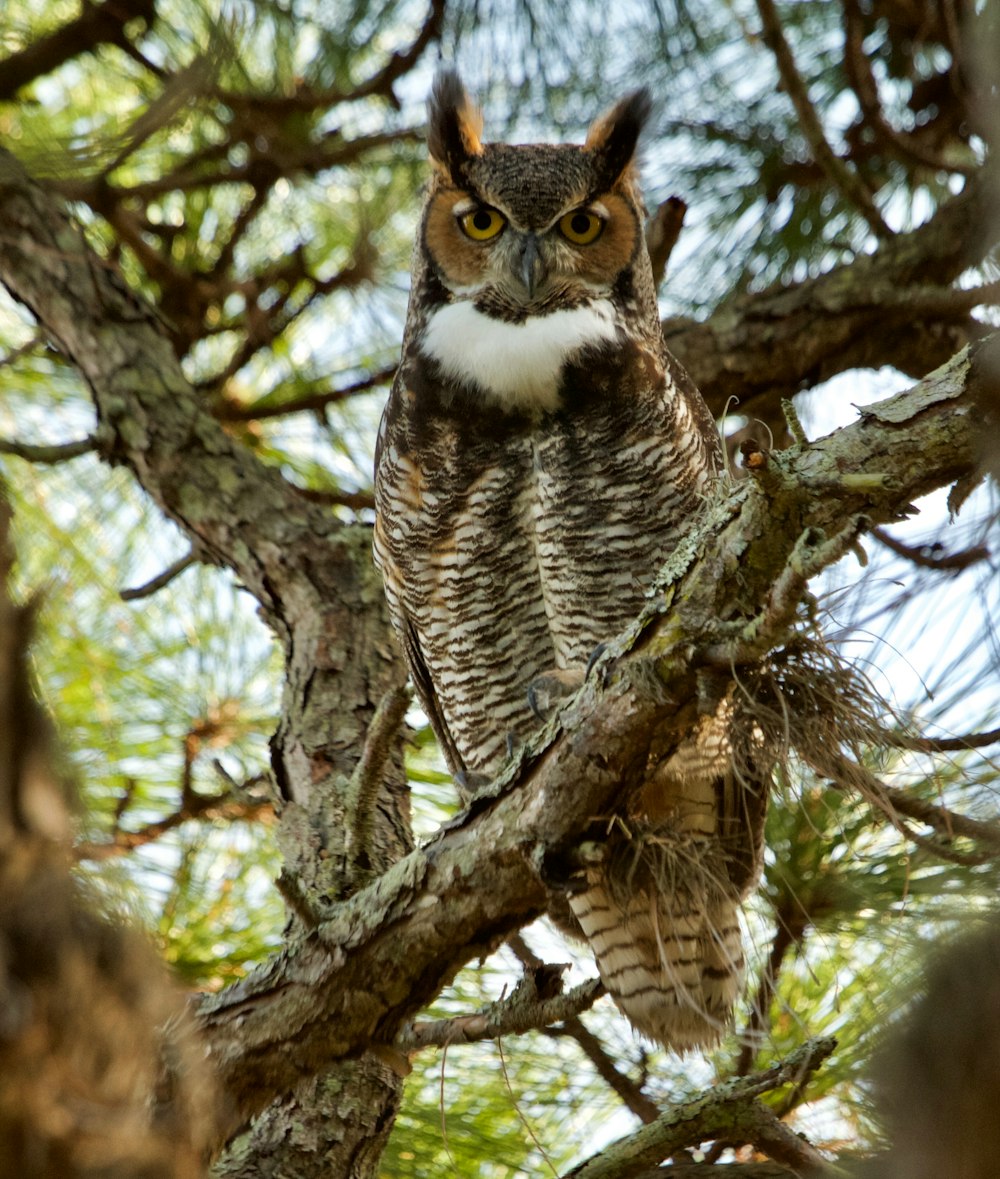depth of field photography of owl on tree branch