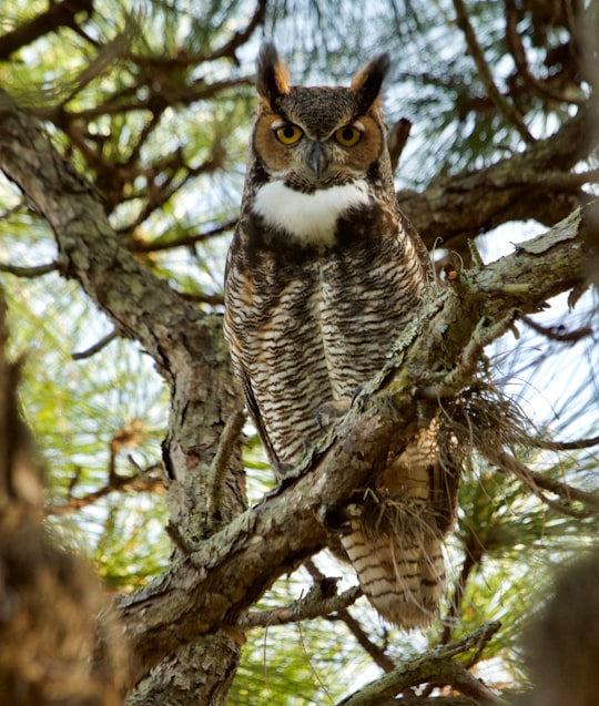 depth of field photography of owl on tree branch in Honeymoon Island State Park United States
