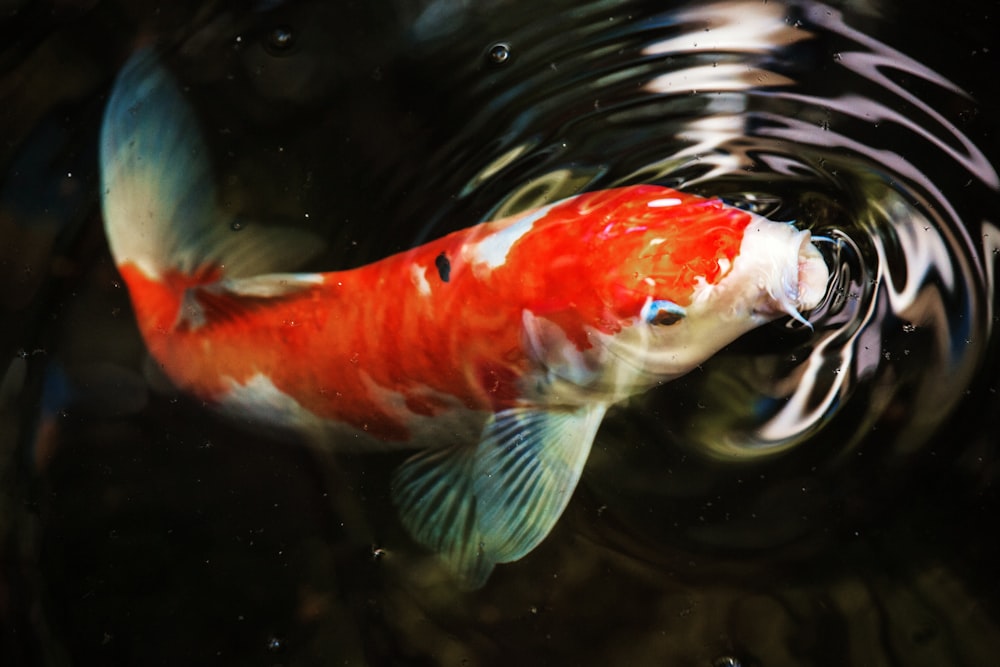 macro photography of koi fish
