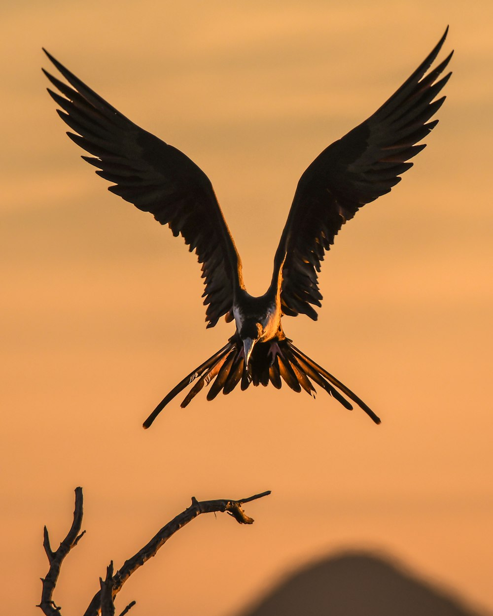날갯짓하는 새의 선택적 초점 사진