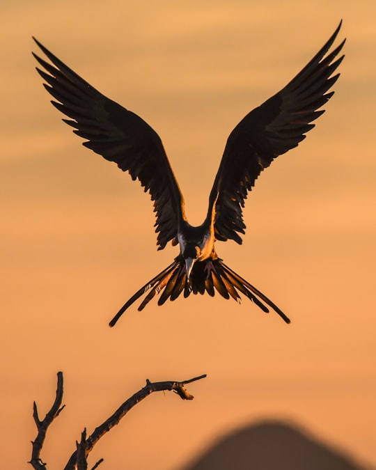 selective focus photography of bird flapping wings in Baja California Sur Mexico