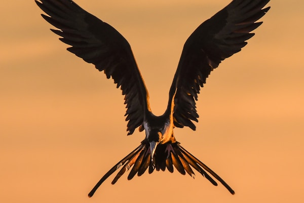 selective focus photography of bird flapping wings