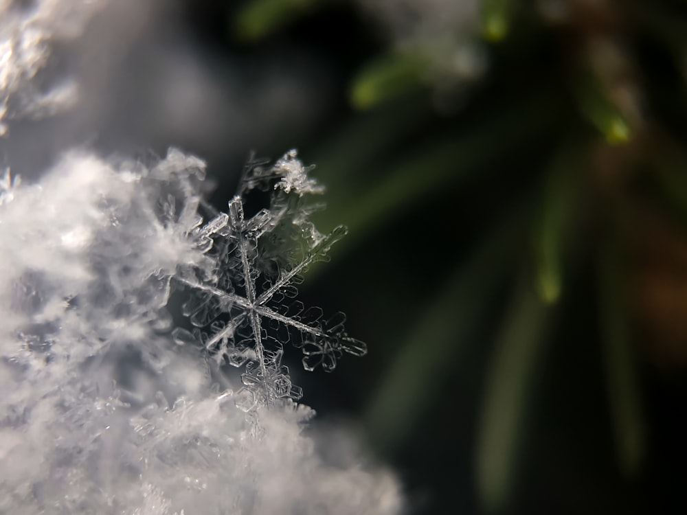 Fotografía de enfoque de copos de nieve