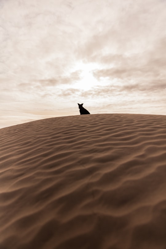 person in the middle of desert during daytime in Little Sahara National Recreation Area United States