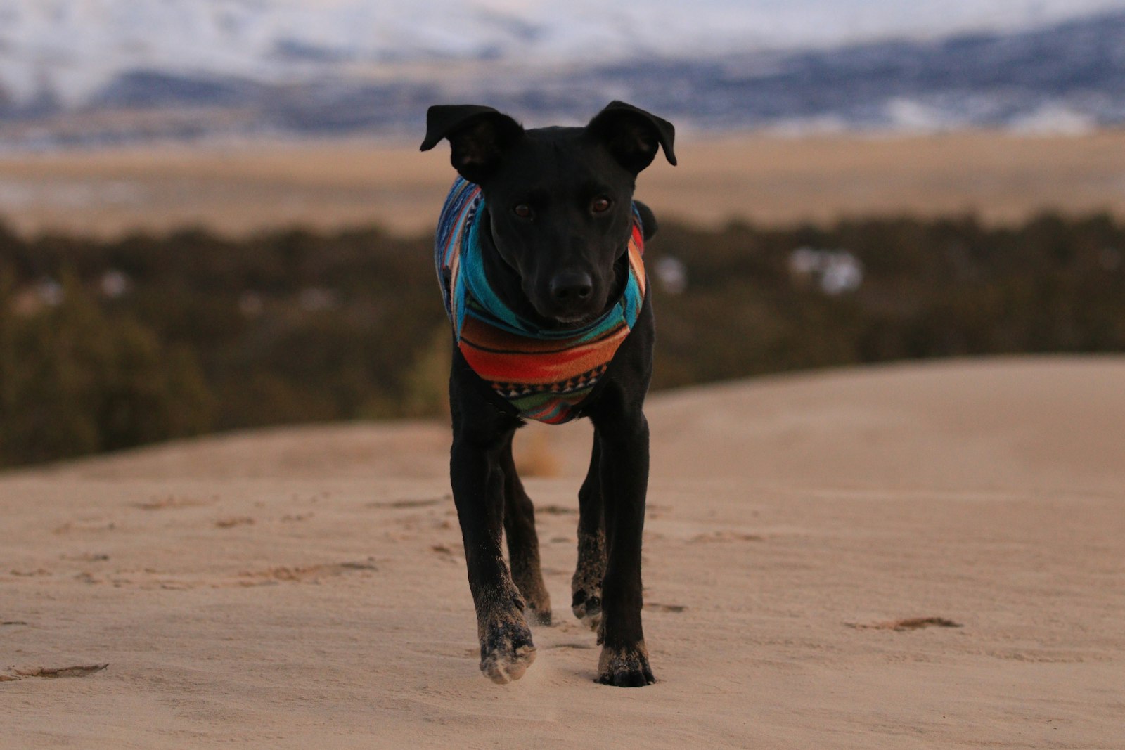 Canon EOS 7D Mark II + Canon EF 100-400mm F4.5-5.6L IS II USM sample photo. Black dog walking on photography